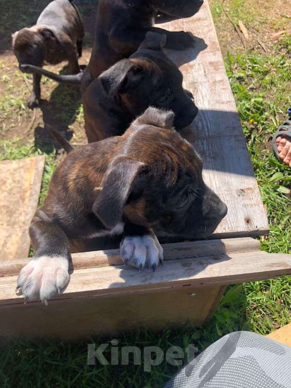Собаки в Санкт-Петербурге: Щенки Английский стаффордширский бультерьер, девочка Девочка, 50 000 руб. - фото 4