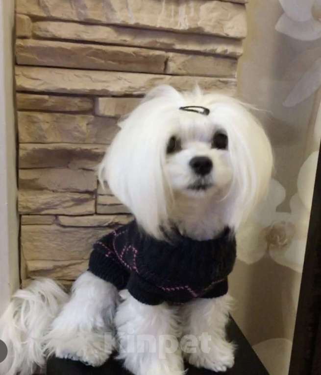 Собаки в Санкт-Петербурге: Маленькие комочки счастья - МАЛЬТИПУ F 1 Девочка, 150 000 руб. - фото 9