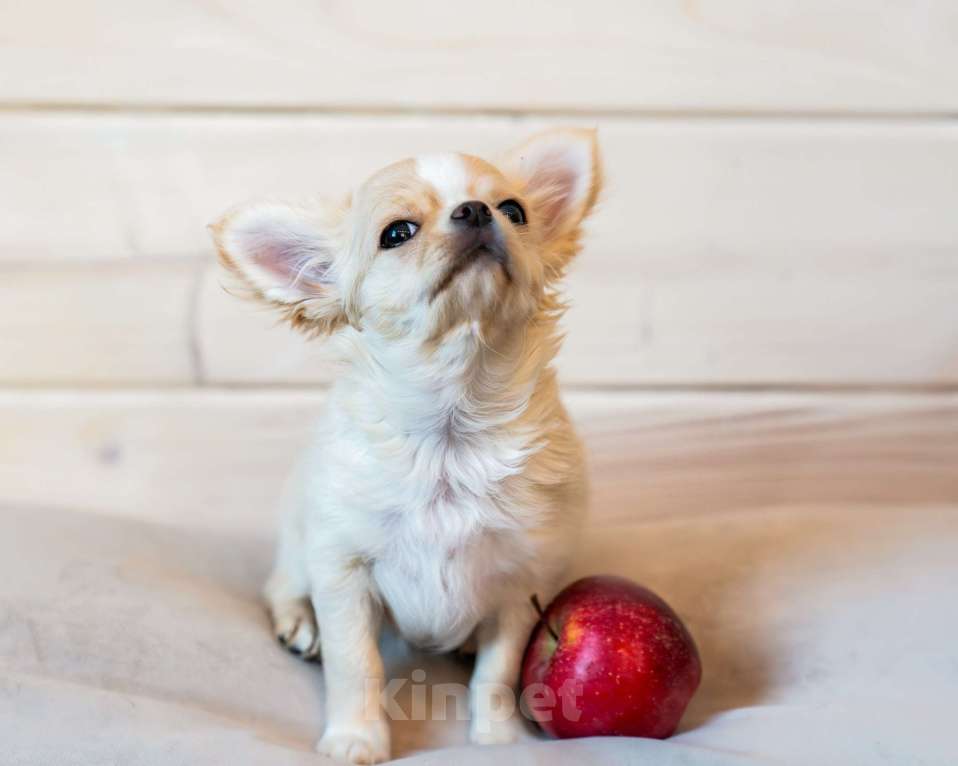 Собаки в Москве: Чихуахуа Мальчик, 30 000 руб. - фото 1