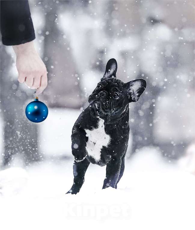 Собаки в Санкт-Петербурге: Кобель тигровый Мальчик, Бесплатно - фото 2