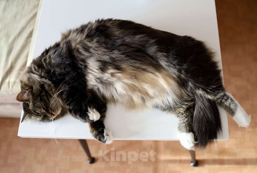 Кошки в Новосибирске: Сибирская кошка Девочка, 15 000 руб. - фото 2