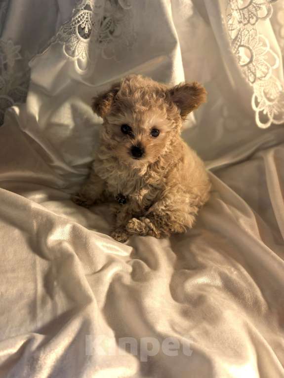 Собаки в Чехове: Продаем Мальтипу f1b Девочка, 80 000 руб. - фото 1