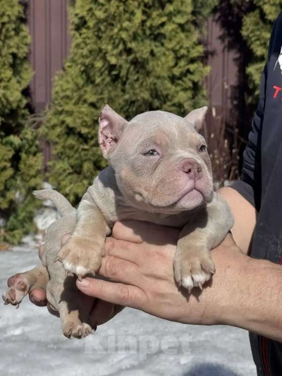 Собаки в Москве: Американский булли девочка Девочка, 80 000 руб. - фото 1
