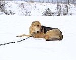 Собаки в Видном: Алабай Скорсби 2 года Мальчик, Бесплатно - фото 7