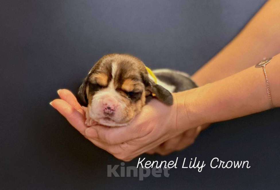 Собаки в Москве: бассет хаунд щенки Девочка, Бесплатно - фото 2