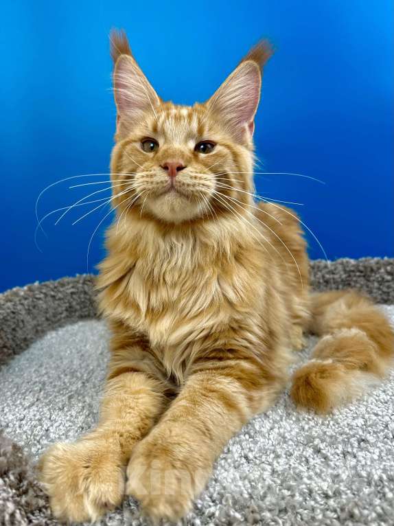 Кошки в Дедовске: Шикарный красный мальчик  Мальчик, 60 000 руб. - фото 6