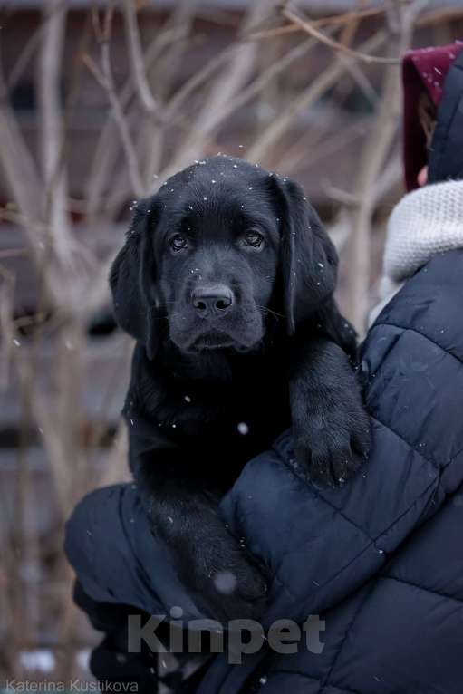 Собаки в других городах Московской области: Черный мальчик 2 месяца Мальчик, 90 000 руб. - фото 2
