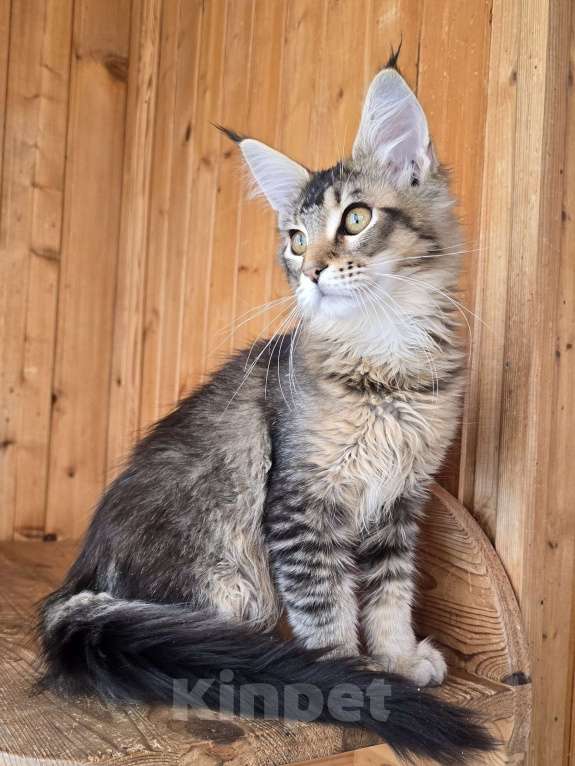 Кошки в Москве: Кошечка Девочка, 1 руб. - фото 2