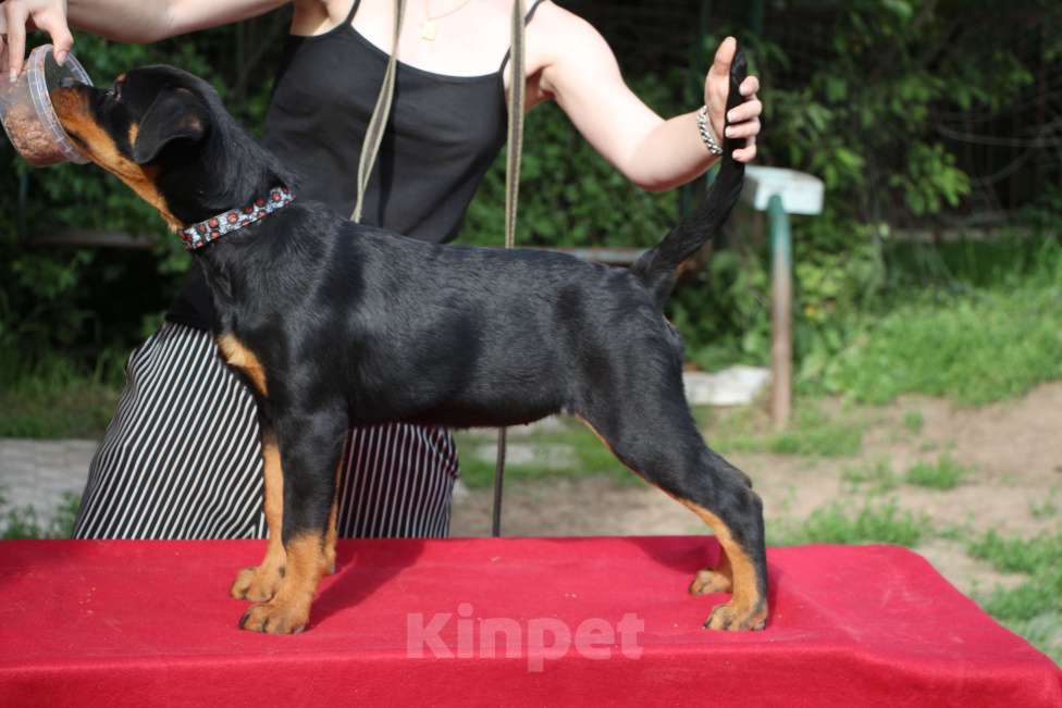 Собаки в других городах Московской области: Продается перспективная девочка Девочка, 60 000 руб. - фото 3