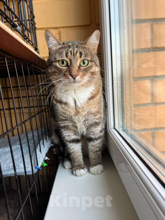 Кошки в Москве: Осторожная девочка Тутси в дар добрым людям Девочка, Бесплатно - фото 4