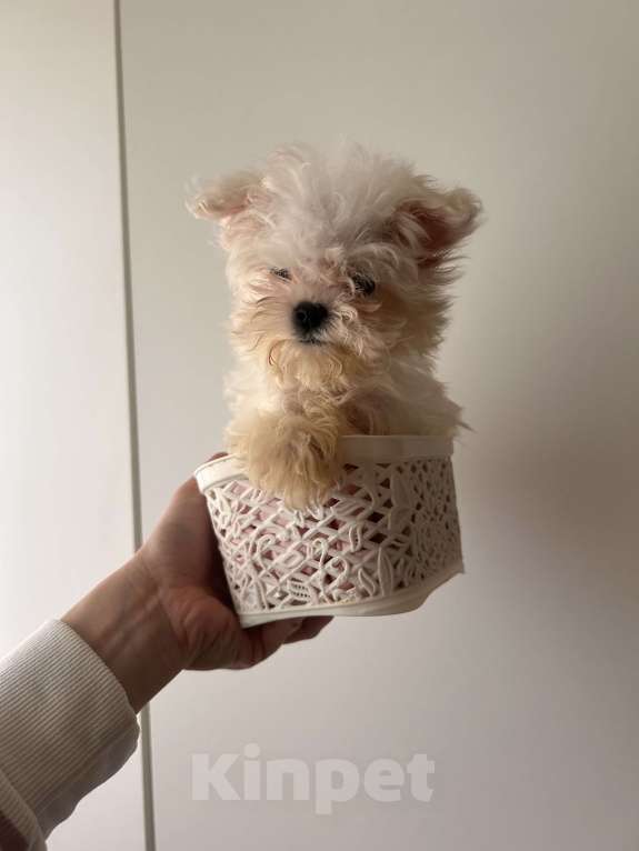 Собаки в Москве: Мальтипу девочка Девочка, 255 000 руб. - фото 2