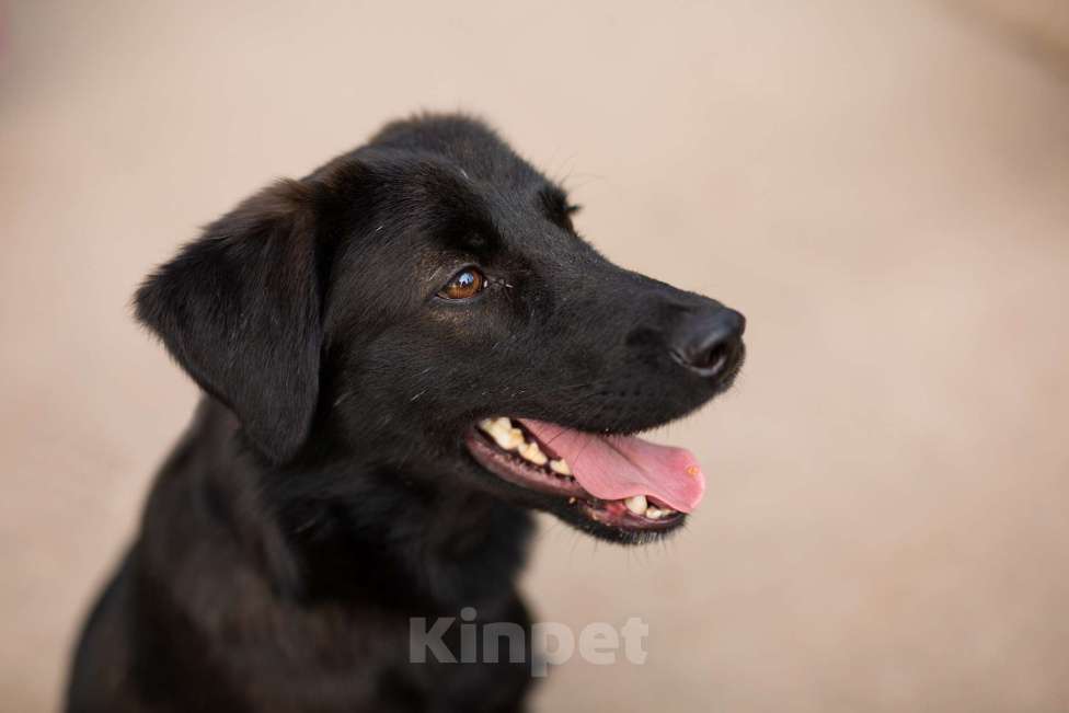 Собаки в Москве: Найт Мальчик, Бесплатно - фото 11