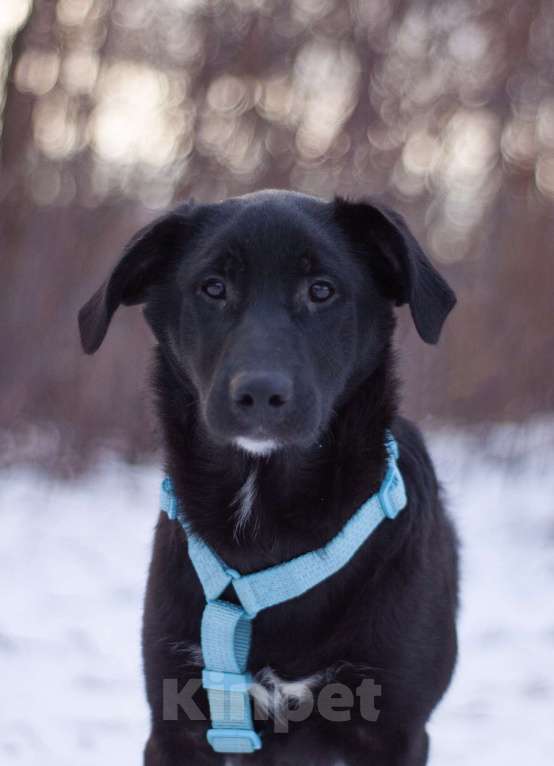 Собаки в Москве: Нежный и самый ласковый Уинтер в добрые руки Мальчик, Бесплатно - фото 3