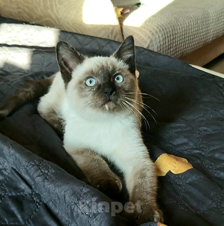Кошки в Москве: котенок в добрые руки Девочка, Бесплатно - фото 2