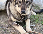 Собаки в Сургуте: Ищу дом!, Бесплатно - фото 1