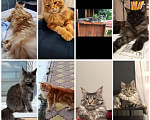 Кошки в Собинке: Котята Мейн-кун, 15 000 руб. - фото 5