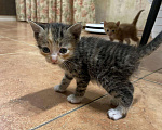 Кошки в Ардоне: Котята, Бесплатно - фото 7