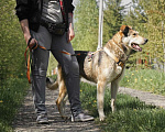 Собаки в Бронницах: Нежнющий Купер Мальчик, Бесплатно - фото 4