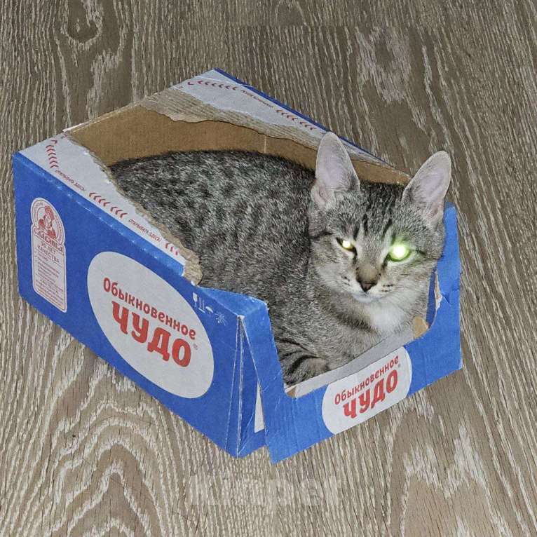 Кошки в Санкт-Петербурге: Котенок Люмия Люми Девочка, Бесплатно - фото 8