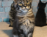 Кошки в Волхове: Котята породы мейн-кун мальчики. Мальчик, 15 000 руб. - фото 3