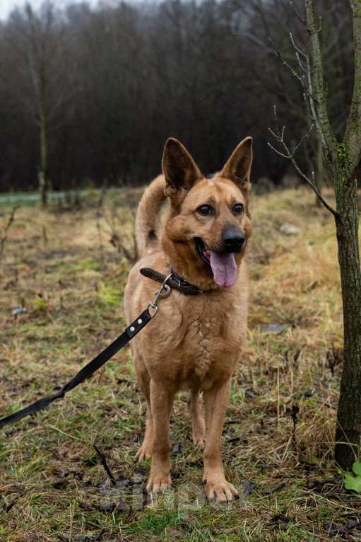Собаки в Москве: Лаки Девочка, Бесплатно - фото 3