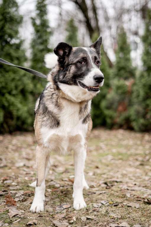 Собаки в Москве: 5 лет дома и попал в приют Мальчик, Бесплатно - фото 2