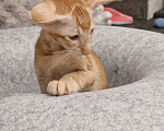 Кошки в Подольске: Нежный Персик Мальчик, 65 000 руб. - фото 1