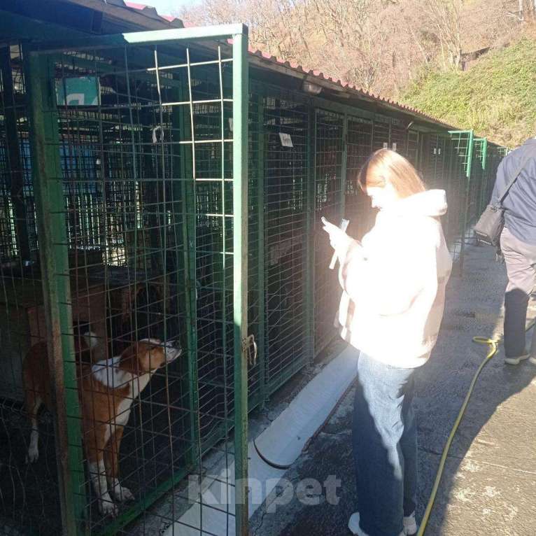 Собаки в других городах Краснодарского края: Роджер из приюта Поводог Сочи (отправим в любой город) Мальчик, Бесплатно - фото 9