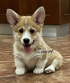 Щенки вельш корги пемброк