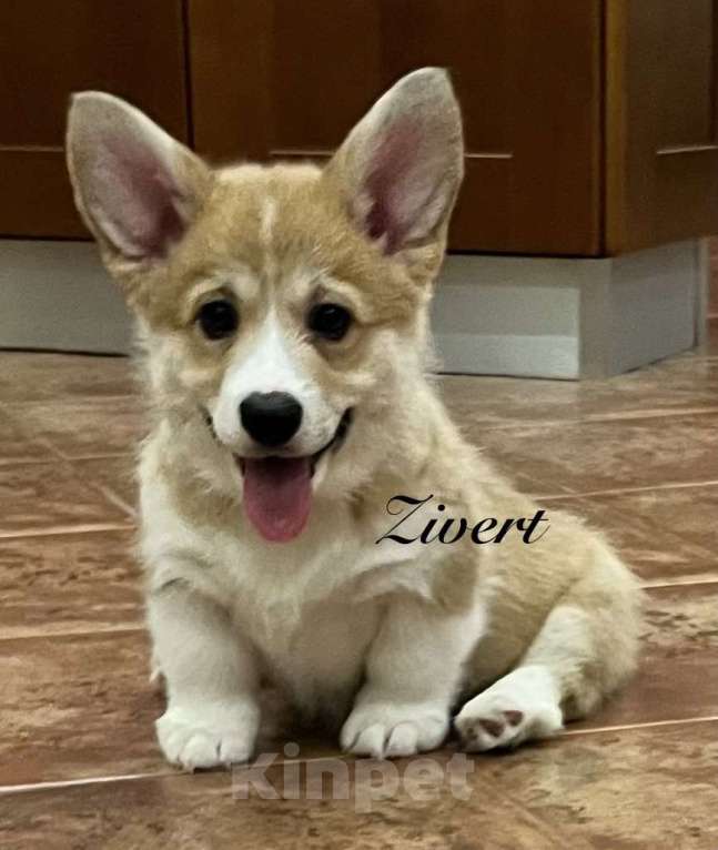 Собаки в Краснодаре: Щенки вельш корги пемброк Девочка, 60 000 руб. - фото 1