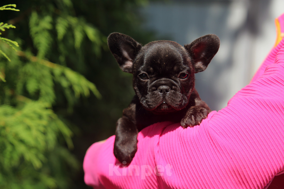 Собаки в Ярцево: БиХеппи 💙из Хранителей цитадели 🐾Щенок от титулованных родителей 🏆 с генетическими тестами 🧬 Эне Мальчик, 90 000 руб. - фото 1