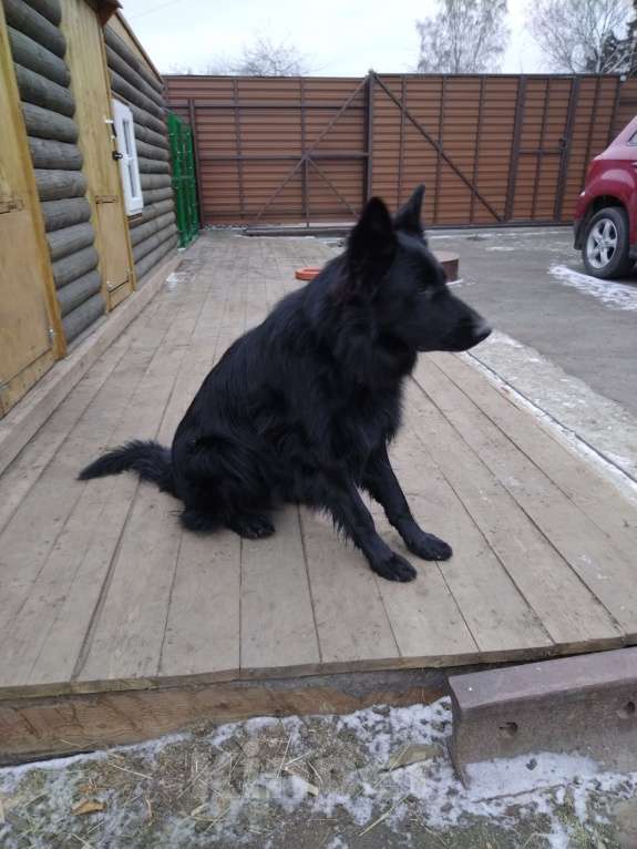 Собаки в Тайшете: Продам щенков немецкой овчарки Мальчик, 20 000 руб. - фото 2