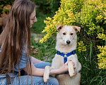 Собаки в Волоколамске: Асенька, собака-компаньон в добрые руки Девочка, Бесплатно - фото 1