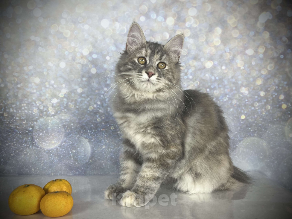 Кошки в других городах Московской области: Neva of Rufus Vallis Девочка, 45 000 руб. - фото 4