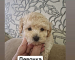 Собаки в Нижнем Новгороде: Той- пудель девочка (светленькая)  Девочка, 55 000 руб. - фото 3