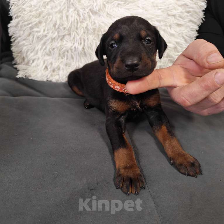 Собаки в других городах Краснодарского края: Щенки добермана Мальчик, 25 000 руб. - фото 8