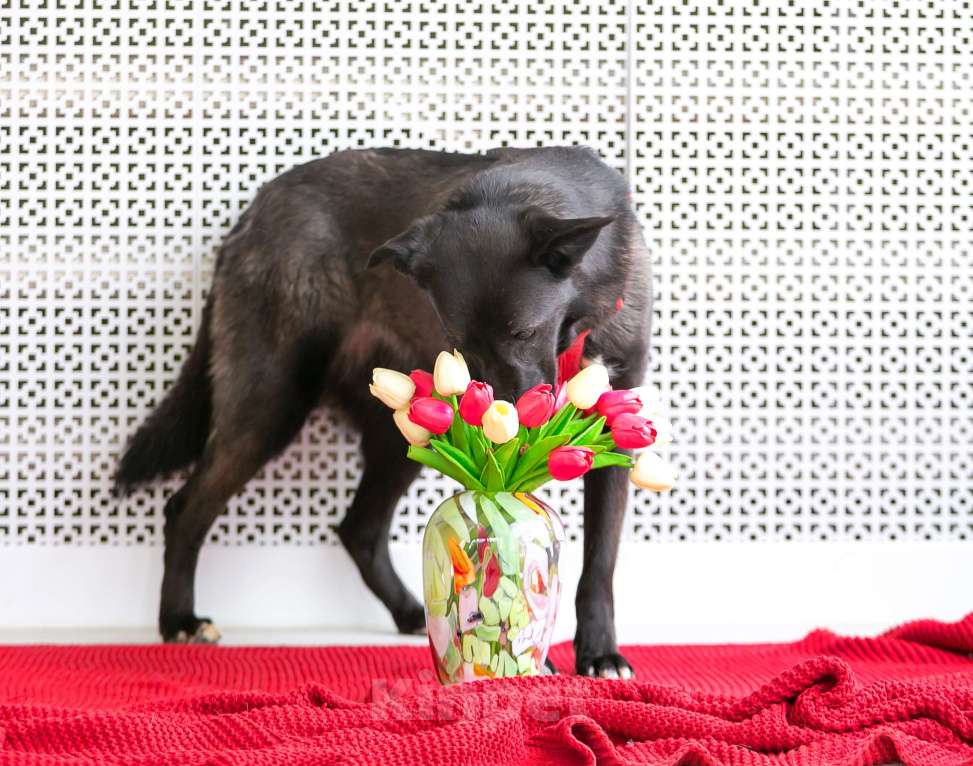 Собаки в Москве: Умнейшая малышка Жасмин! Девочка, Бесплатно - фото 6