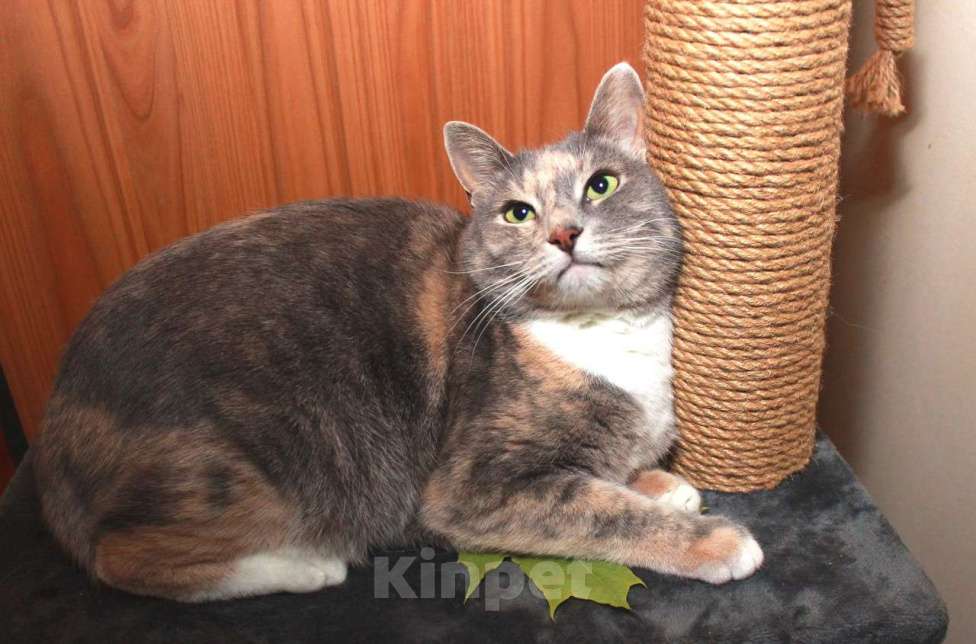 Кошки в Калуге: Мелисса, принцесса осени. Кошка в добрые руки.  Девочка, Бесплатно - фото 7