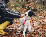 Собаки в Москве: Твиги - девочка, 2 месяца, ищет дом  Девочка, Бесплатно - фото 3