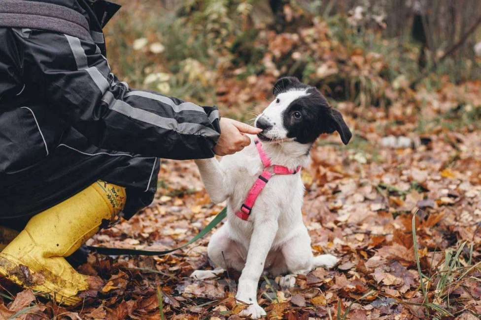 Собаки в Москве: Твиги - девочка, 2 месяца, ищет дом  Девочка, Бесплатно - фото 3
