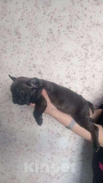 Собаки в Иркутске: Щенок французского бульдога  Девочка, 22 000 руб. - фото 2
