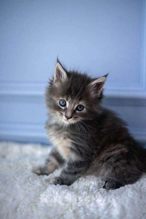 Кошки в Санкт-Петербурге: Продаем Котят породы Мейн-Кун Девочка, 30 000 руб. - фото 4