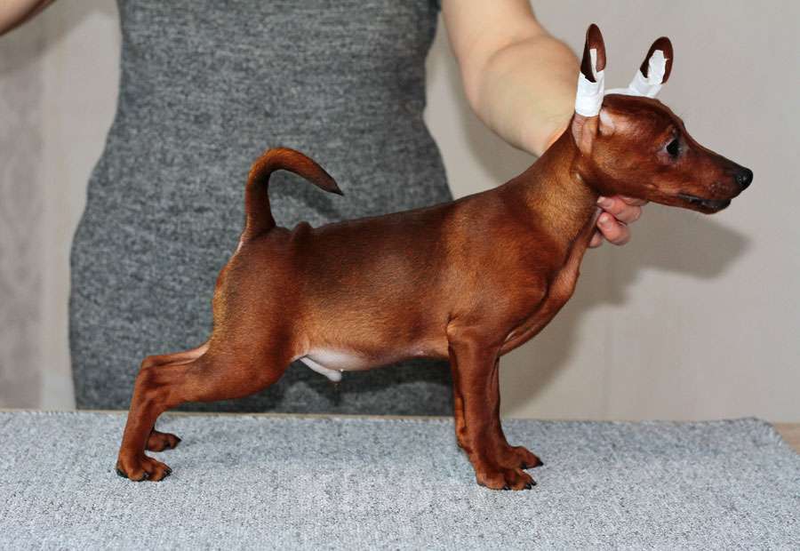 Собаки в Санкт-Петербурге: Цвергпинчер щенок мальчик Мальчик, Бесплатно - фото 3