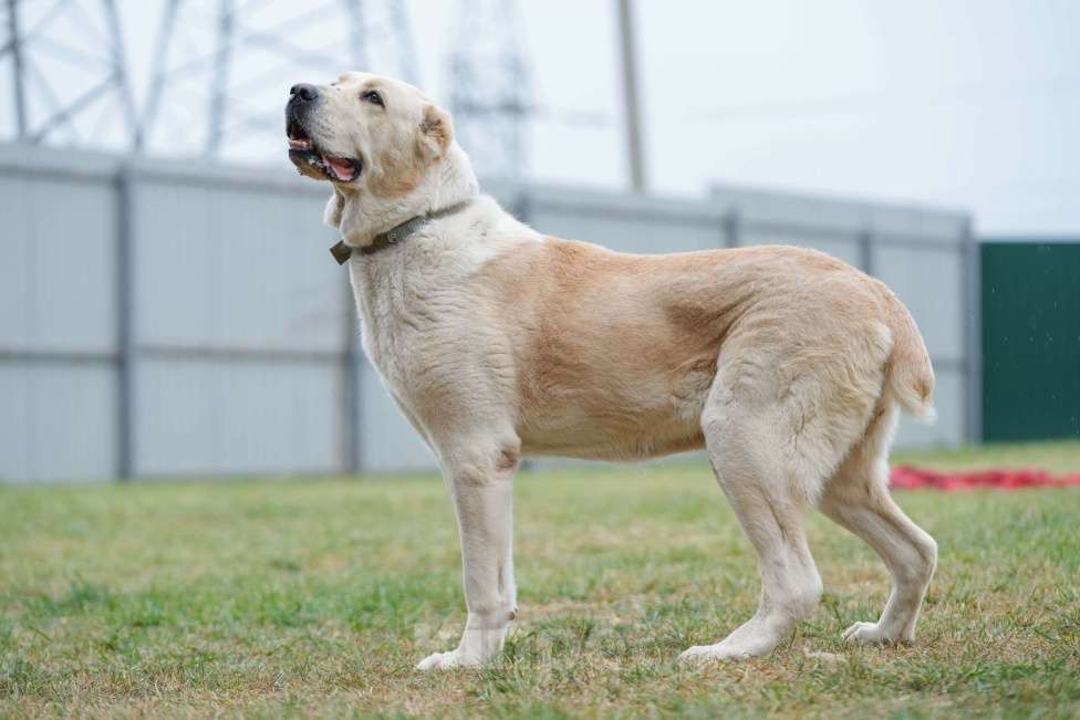 Собаки в Москве: Большой кангал снаружи. Маленький котеночек внутри. Девочка, Бесплатно - фото 3
