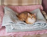 Кошки в Владивостоке: Британский котёнок. Шикарная девочка Девочка, 50 000 руб. - фото 3