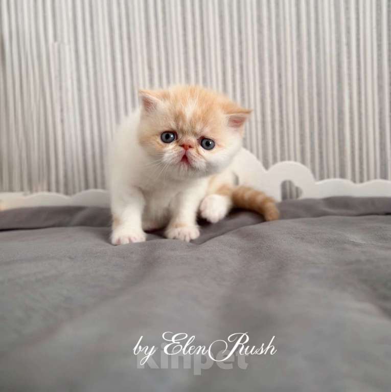 Кошки в Москве: котенок экзот Мальчик, 60 000 руб. - фото 4