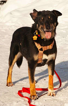 Вива – не помнящая зла