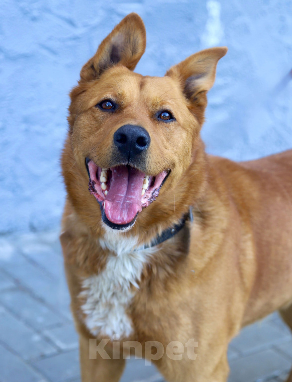 Собаки в Пушкино: Рыжий ищет дом Мальчик, Бесплатно - фото 6