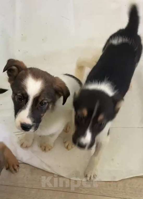 Собаки в Липецке: Щенки из приюта ищут дом Девочка, Бесплатно - фото 9