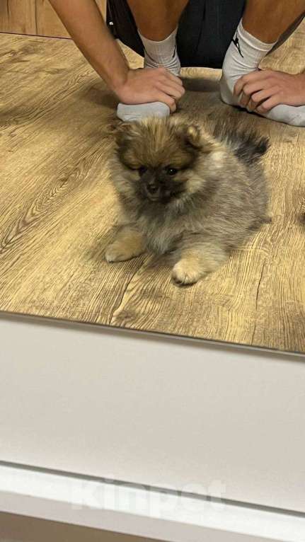 Собаки в Тольятти: Продам щенка померанский шпиц девочка 2 месяца абсолютно здорова пишите расскажу подробнее Девочка, Бесплатно - фото 4